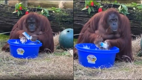Viral: orangután se lava las manos al ver que otros lo hacen