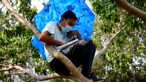 El joven se sube a su árbol todos los días para tener su clase virtual.