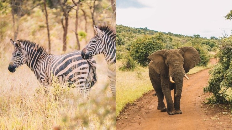 Animales en el Parque Nacional de Akagera, Ruanda (Visit Rwanda)